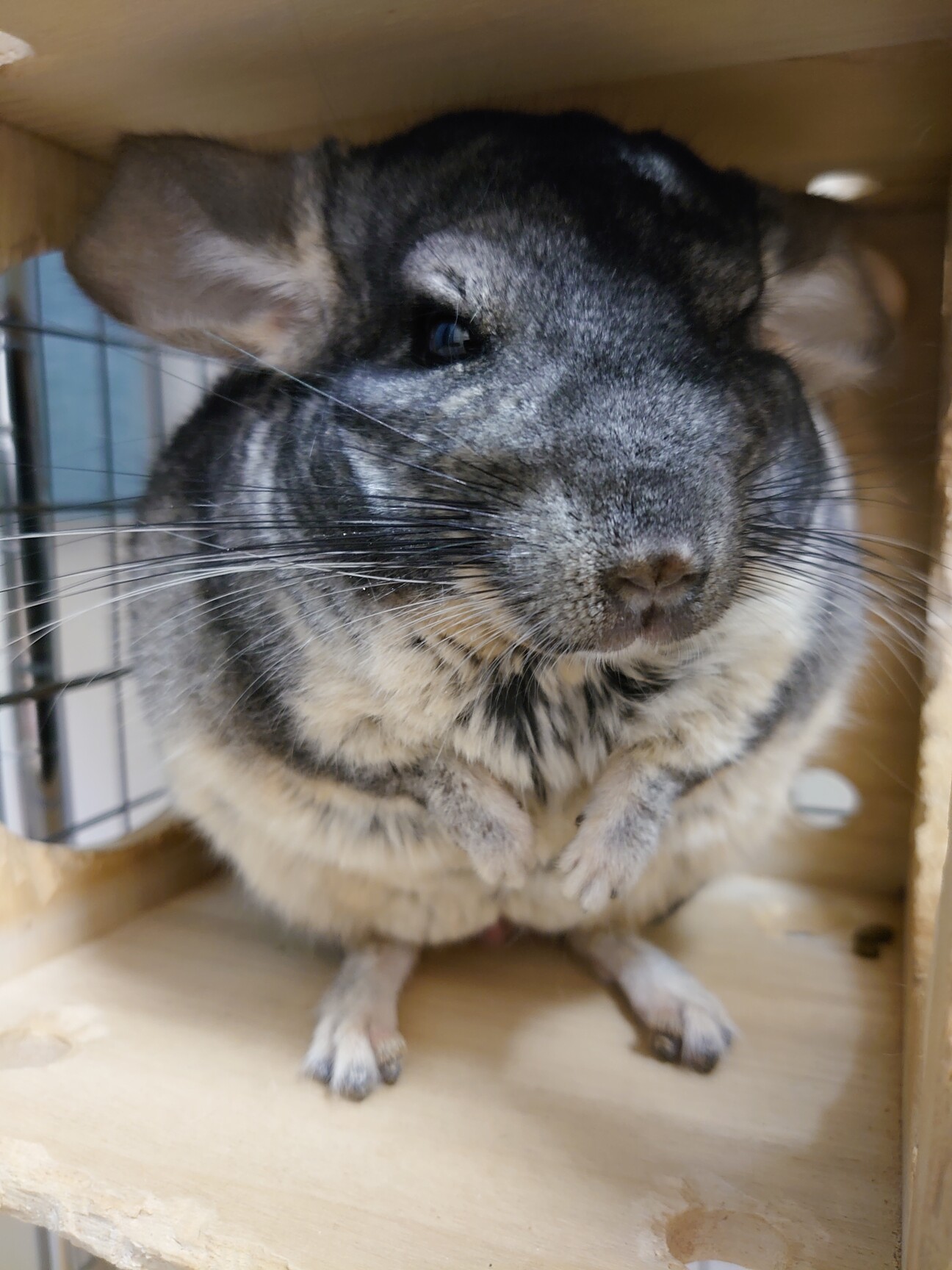 チンチラ（グレー）1歳半」長崎県 - 小動物の里親募集(355238