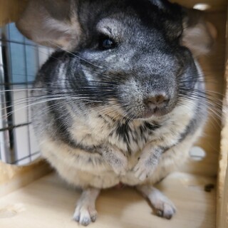 チンチラ（グレー）１歳半の男の子