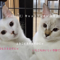 ＊キャットソシオン譲渡会＊