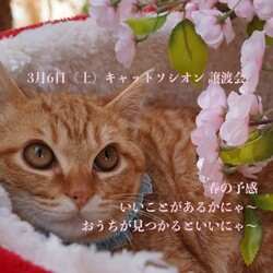 ＊キャットソシオン譲渡会＊ サムネイル2