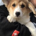 応募多数により停止致します。