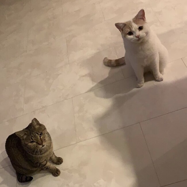 Tiffanyのママのカバー写真