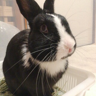 保護うさぎ たんじろうくん