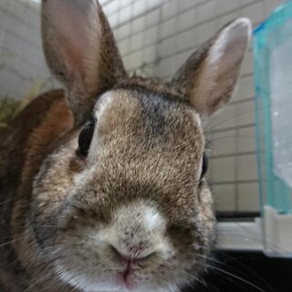 保護うさぎ エムくん