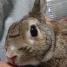 保護うさぎ エムくん サムネイル3