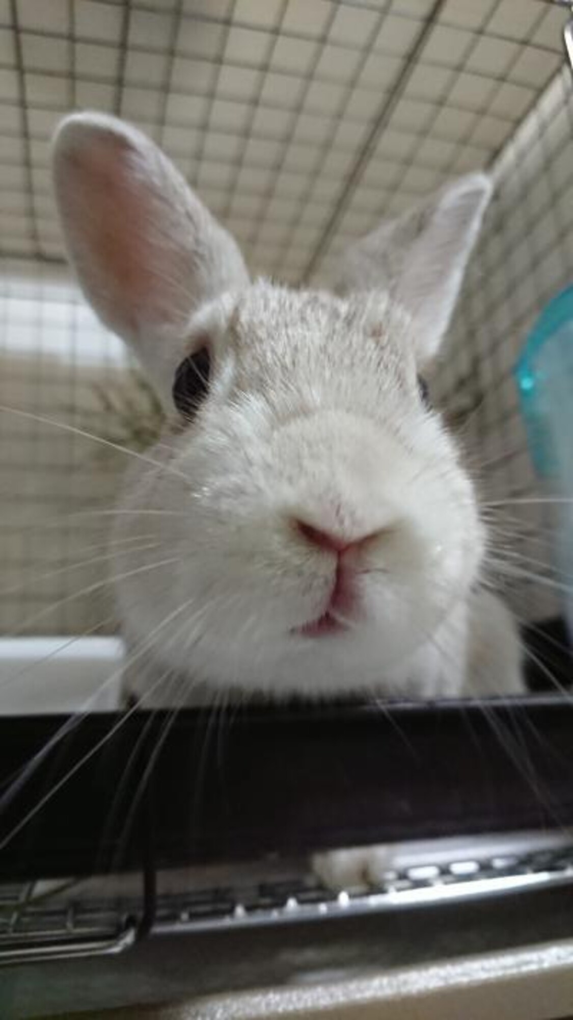 保護うさぎ ひかるくん 京都府 小動物の里親募集 ペットのおうち 月間利用者150万人 保護うさぎ ひかるくん 京都府 小動物の里親募集 ペットのおうち 月間利用者150万人