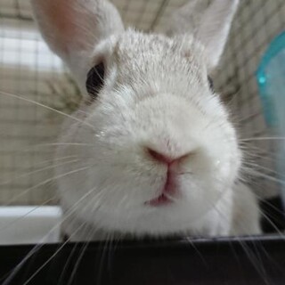 保護うさぎ ひかるくん(かくれんぼーず)