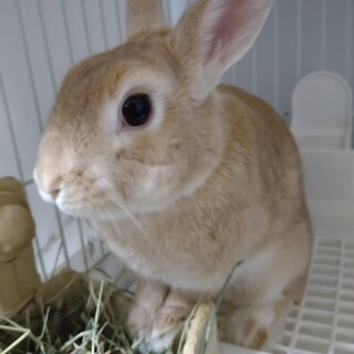 保護うさぎ あみちゃん(かくれんぼーず)