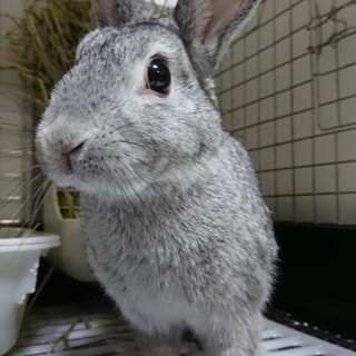 保護うさぎ あらたくん(かくれんぼーず)