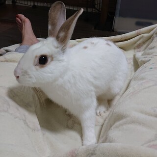 保護うさぎ ここみちゃん