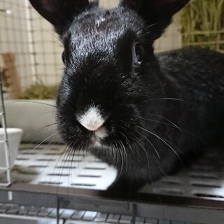 保護うさぎ しのぶちゃん