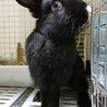 保護うさぎ しのぶちゃん サムネイル2