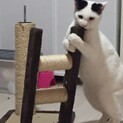 ビビり君1歳どうかどうか里親様見つかりますように