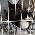 保護猫を迎えよう！No.87♂86♀！