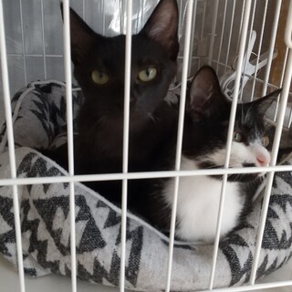 保護猫を迎えよう！No.87♂86♀！