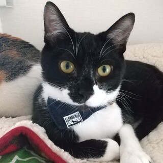 保護猫を迎えよう！No.67くん！