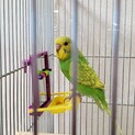 交渉中の為募集停止セキセイインコ2羽 