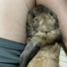 ロップイヤーのうさぎでとても人懐こい性格です サムネイル2