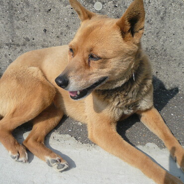 チョコ　そっちの世界で元気にしてる？