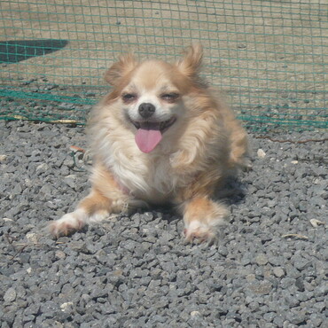 なっつ　　同じチワワのあざみちゃんのことよろしくね。