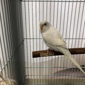 セキセイインコ若鳥里親様募集
