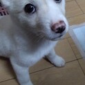 ミルク☆2ヶ月の家族を探してます。
