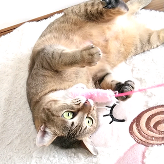 100以上 堺市 保健所 犬 堺市 保健所 犬 どろろ アニメ画像