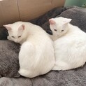 しずく❤️つぶ　