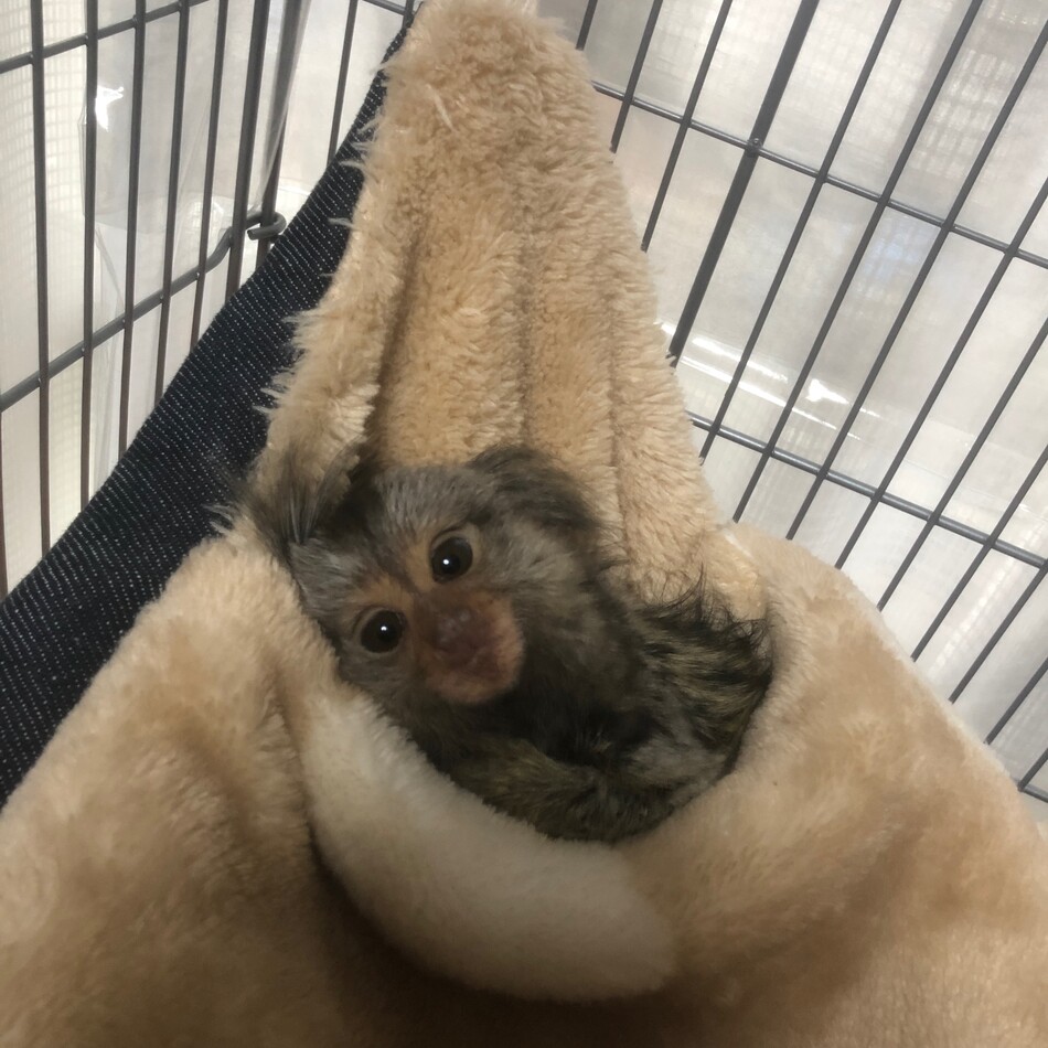 みかんちゃんのカバー写真