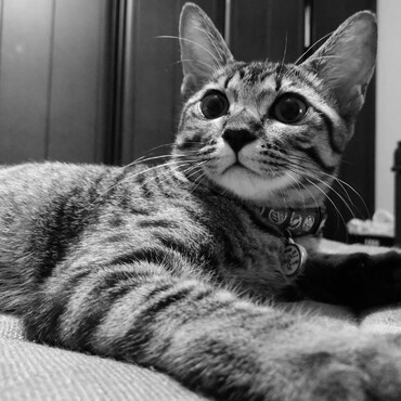 こんなに大きくなりました。自慢の美猫です