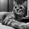こんなに大きくなりました。自慢の美猫です