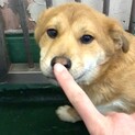 譲渡されました／５匹兄弟姉妹