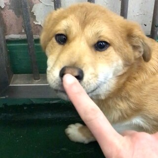 譲渡されました／５匹兄弟姉妹