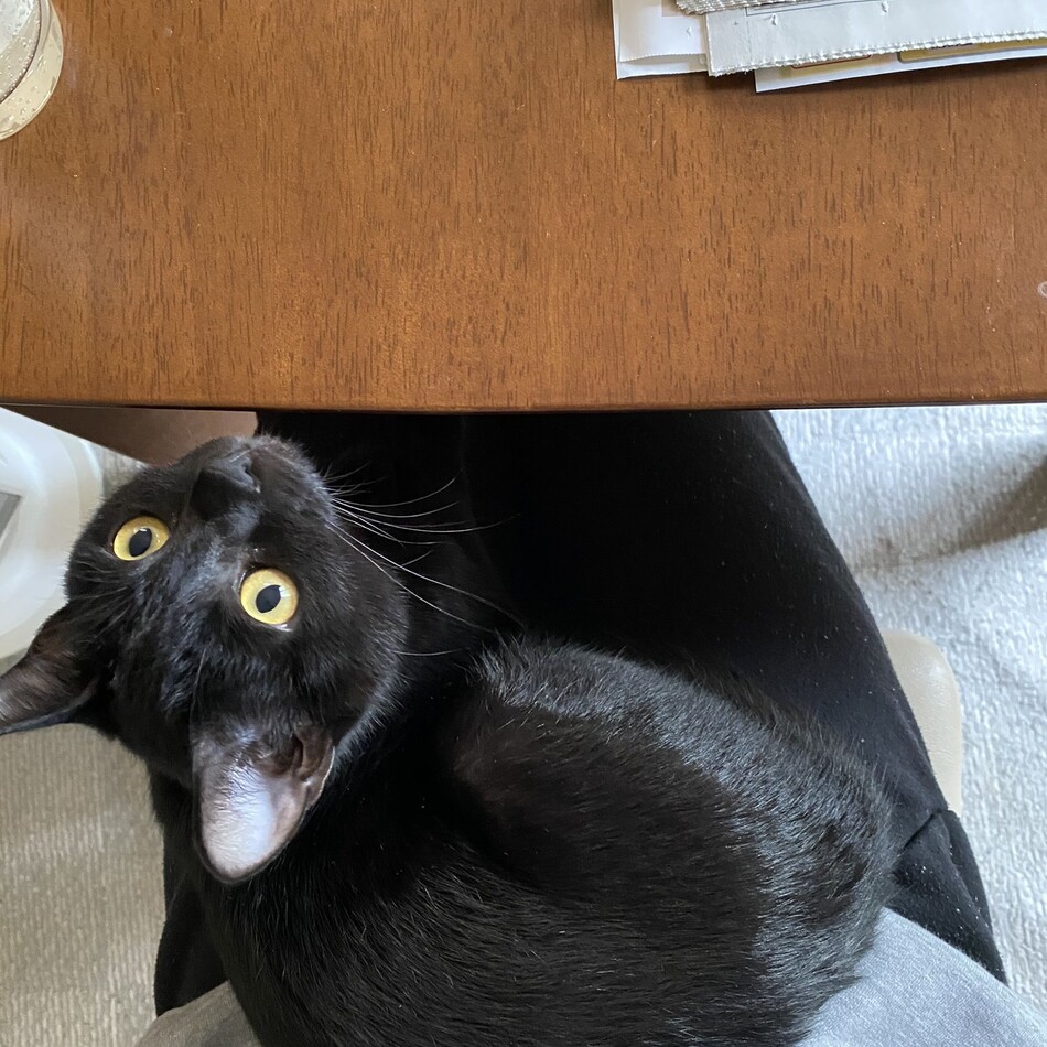 ココのカバー写真