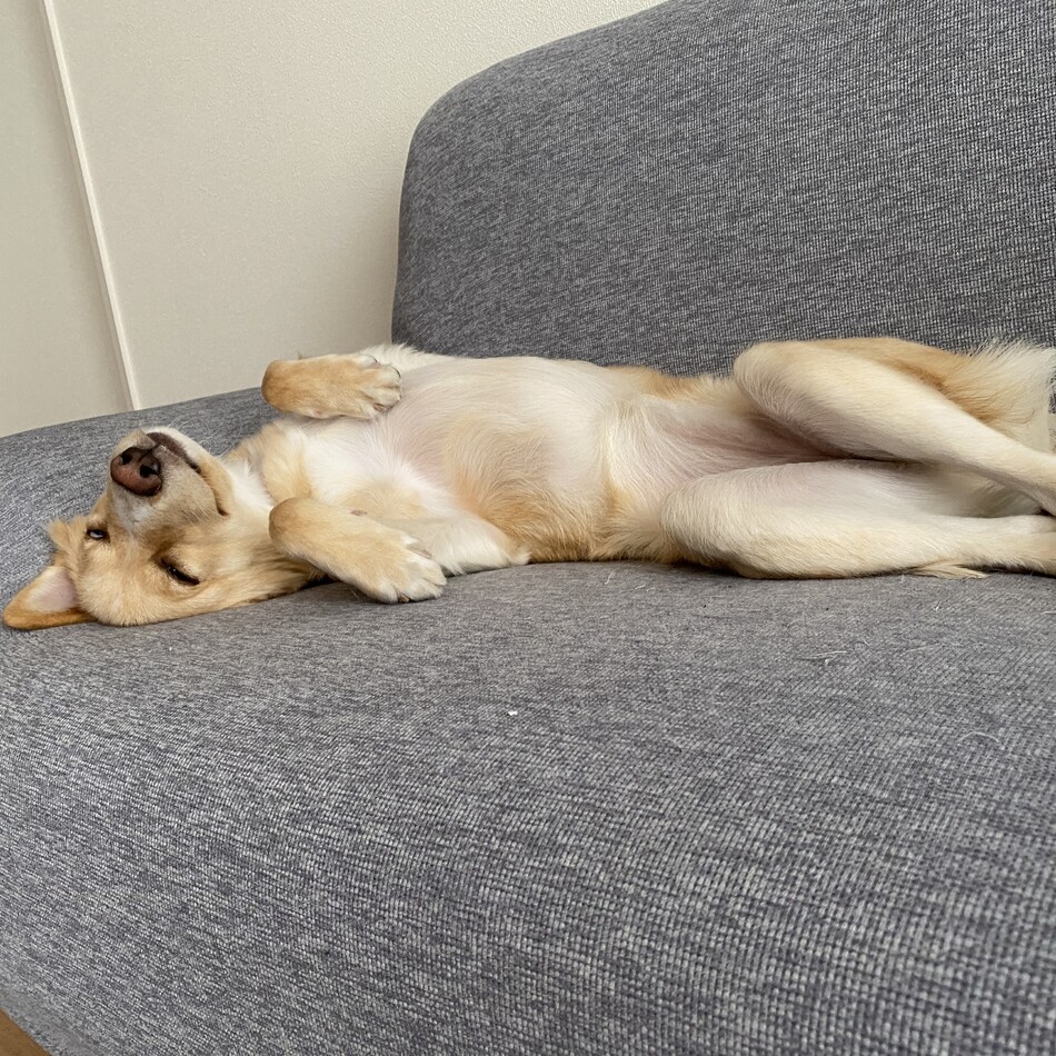 けだまのカバー写真