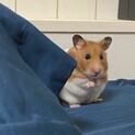 ゴールデンハムスターのメスで1歳４ヶ月
