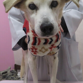 家族に迎えてあげて下さい ♪