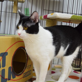 保護猫のご紹介！あまえんぼうのグレくん！