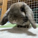 ロップイヤーのうさぎでとても人懐こい性格です
