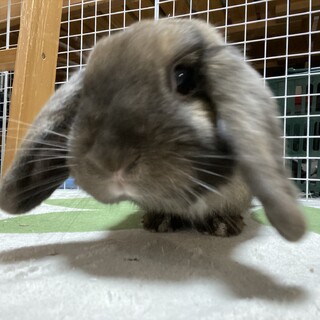 ロップイヤーのうさぎでとても人懐こい性格です