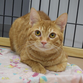 保護猫のご紹介！ちゃいくん！