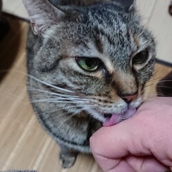 なめねこ、ひまわり