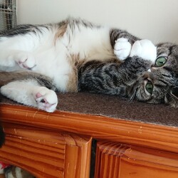 「なめねこ、ひまわり」サムネイル2