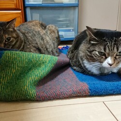 「なめねこ、ひまわり」サムネイル3