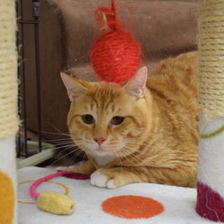 保護猫のご紹介！ちゃごくん！