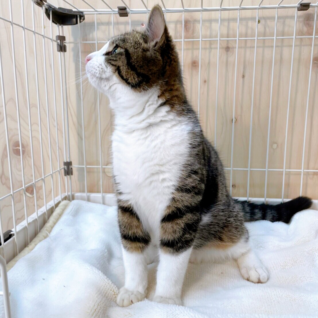 3 7西千葉 忠犬ならぬ 千葉県 猫の里親募集 ペットのおうち 月間利用者150万人