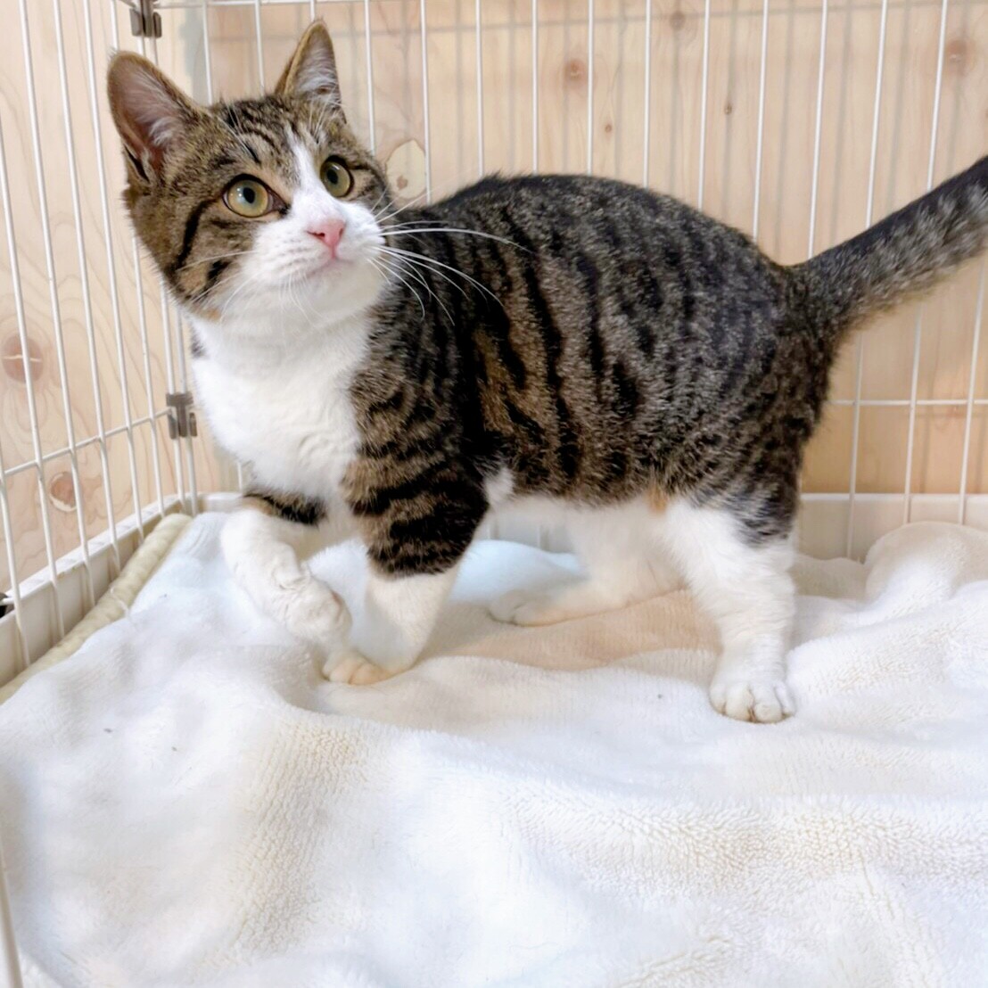 3 7西千葉 忠犬ならぬ 千葉県 猫の里親募集 ペットのおうち 月間利用者150万人