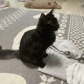 6ヶ月の黒猫の男の子