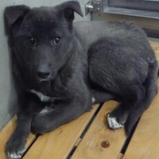 里親様に迎えられました。成犬♀269