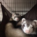 フェレット二匹引き取って頂ける方